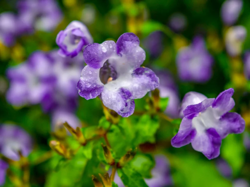 Valley of Flowers