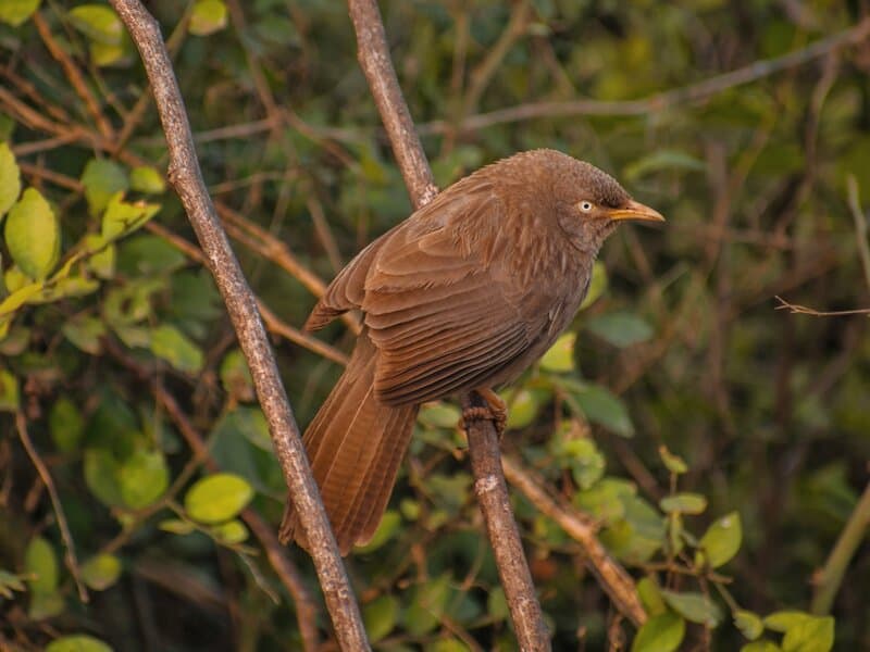 Bharatpur Bird Sanctuary