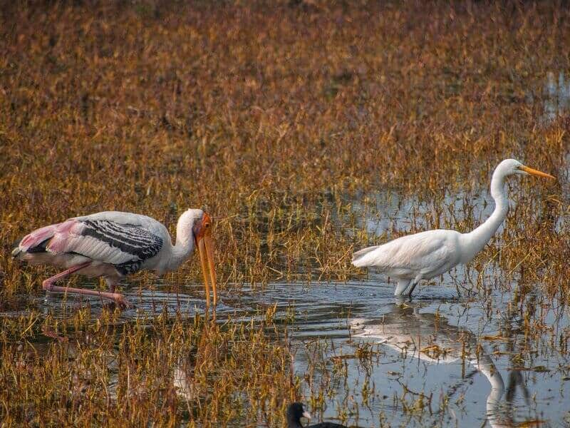 Painted Stork