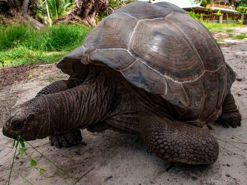 Aldabra Giant Tortoise