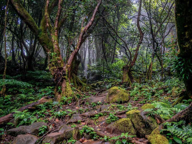 Morne Seychellois National Park