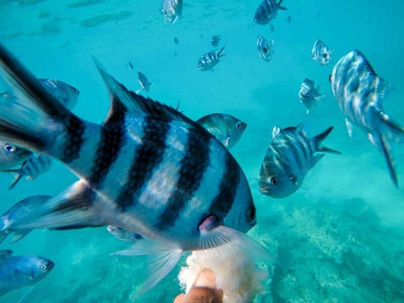 Snorkeling in Blue Bay