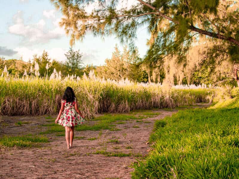 Sugarcane Fields in Mauritius