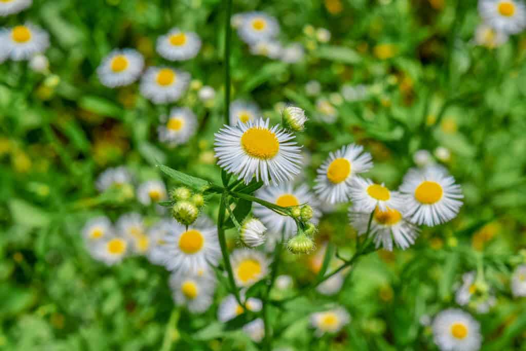 Flowers in Tirthan Valley