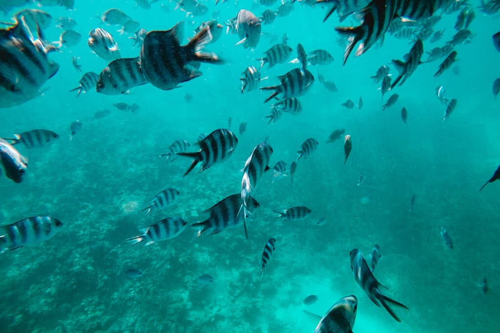 Scuba Diving in Sri Lanka