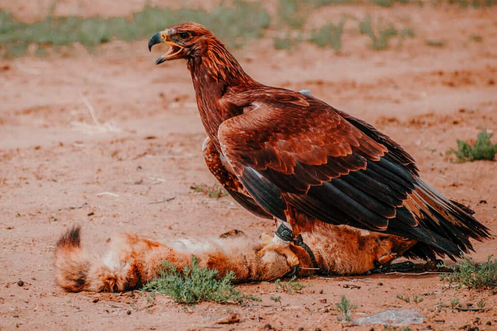 Golden Eagle