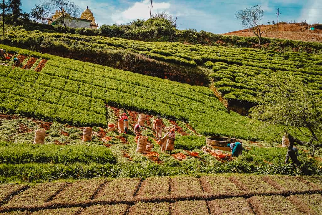 Tea Estates Ooty