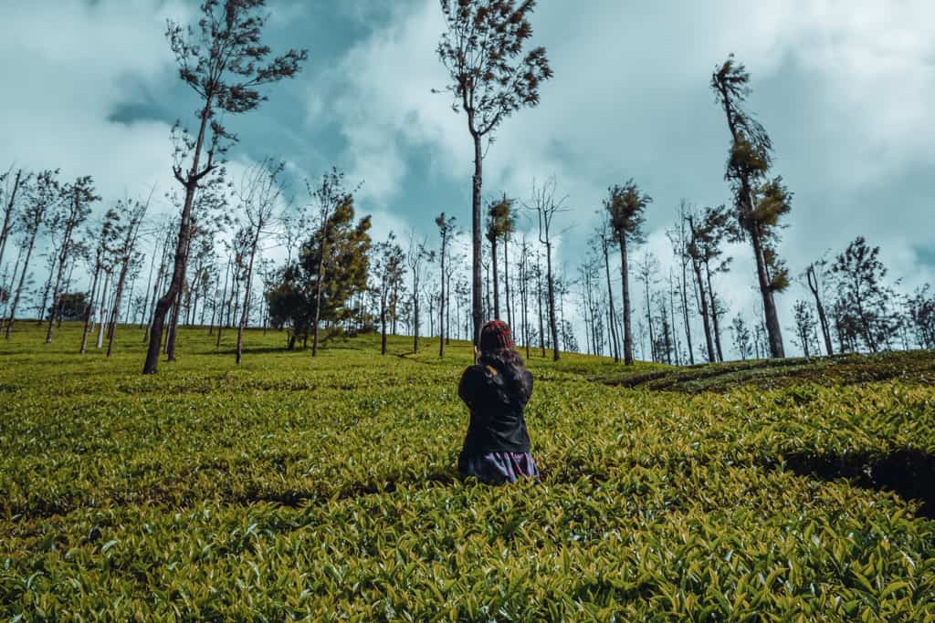 Tea Estates in Ooty