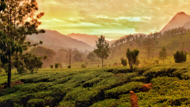 Sunset over the tea estate Kerala itinerary