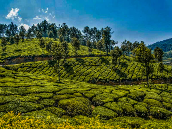 Kerala Itinerary for 14 Days: Munnar to Trivandrum in 10,000 INR ...