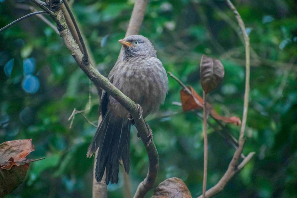 Bird sitting on a tree branch