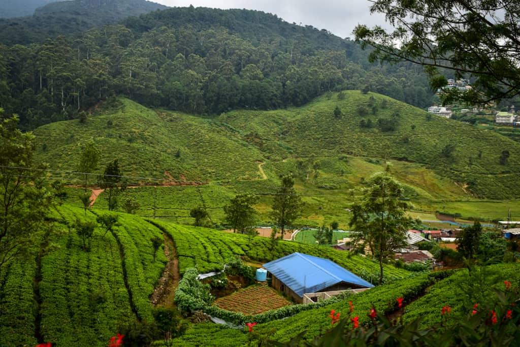 Tea gardens surrounded by mountains Sri Lanka Itinerary
