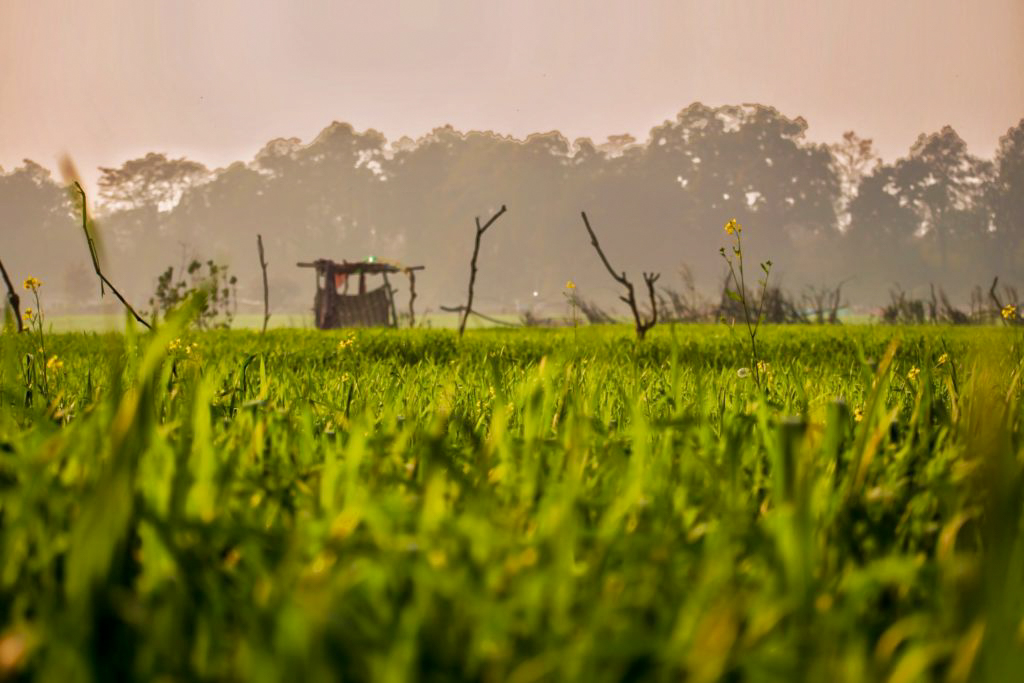 Green plant field