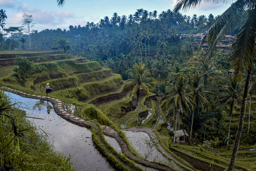 girl standing in a rice field