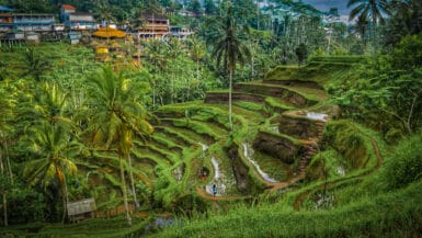 rice fields things to do in bali